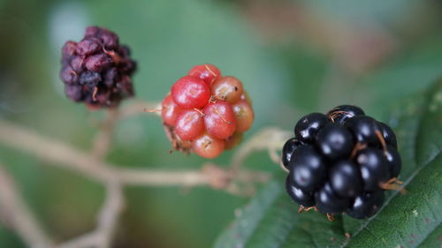 Close-up of berries growing on tree