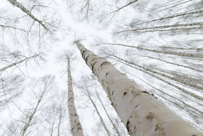 Low angle view of bare trees