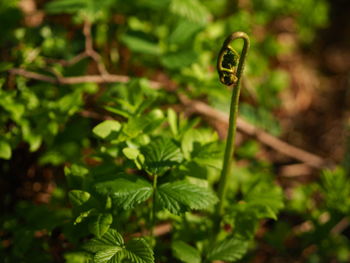 Close-up of water drops on plant