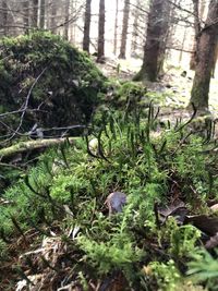 Close-up of moss growing on tree trunk