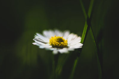 Close-up of white daisy flower