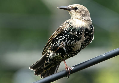 Big starling on a high perch.