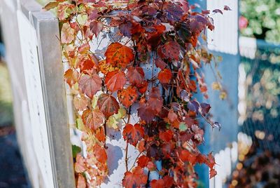 Close-up of maple leaves during autumn