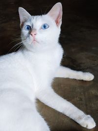 Close-up portrait of white cat