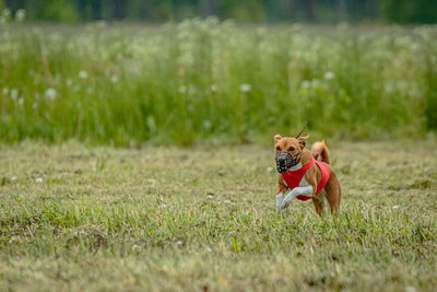 Dogs running on field