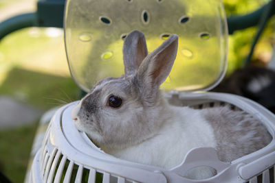 Gray decorative rabbit sitting in a carrier. cute easter rabbit bunny. 