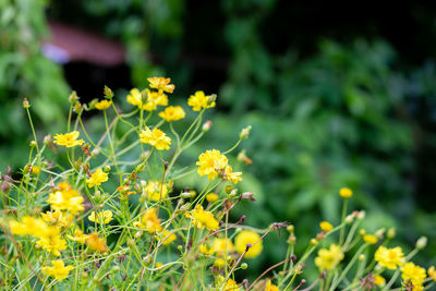 Close-up of yellow flowering plant