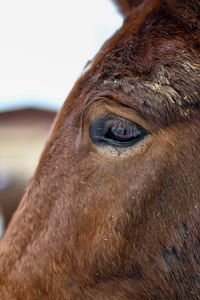 Close-up of a horse