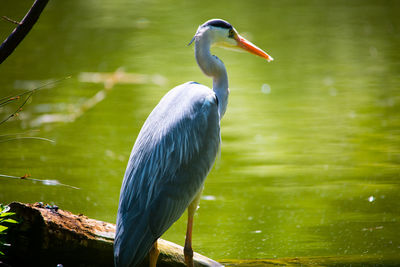 Bird perching on a lake