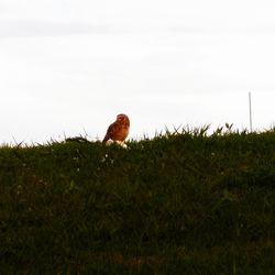 View of bird on grass