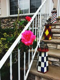 View of red flowers