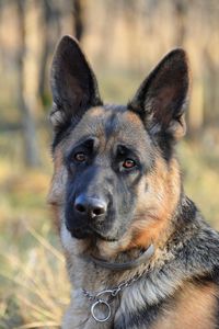 Close-up portrait of dog