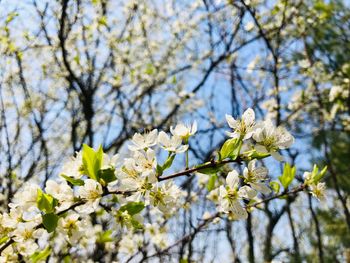 Close-up of cherry blossoms in spring