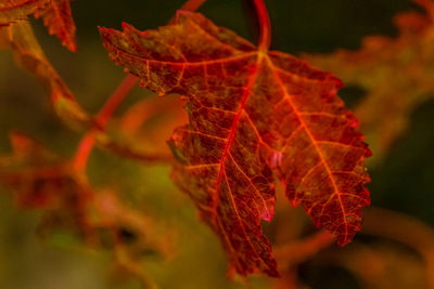 Close-up of dry leaf on red leaves