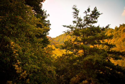 Trees in forest during autumn