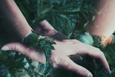 Close-up of hand holding plant