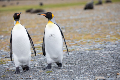 View of birds on field