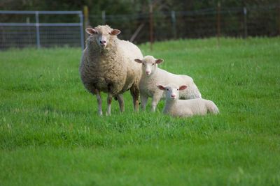 Sheep in a field