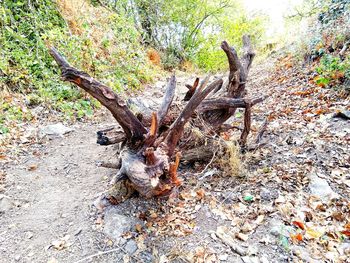 Dead tree on field in forest