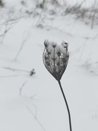 Close-up of flower against blurred background