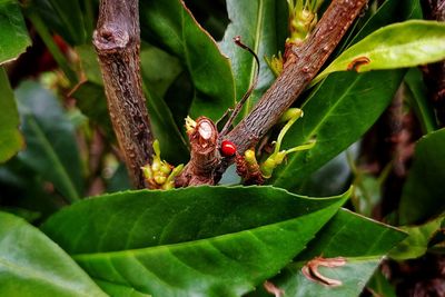 Close-up of insect on leaf