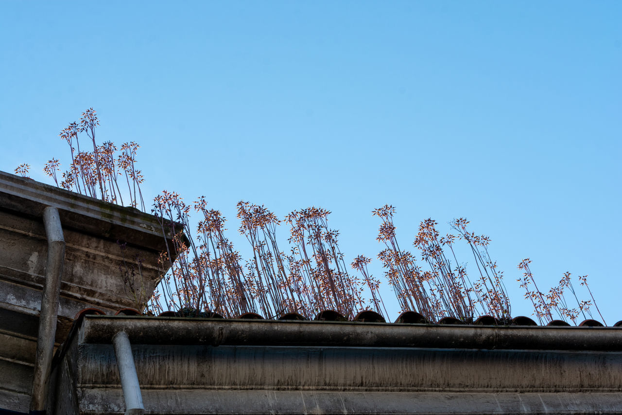 LOW ANGLE VIEW OF TREES AND BUILDING AGAINST BLUE SKY