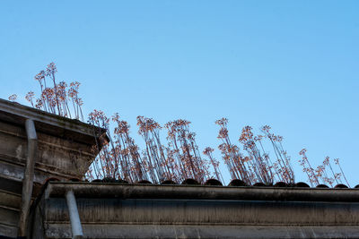 Low angle view of tree and building against clear blue sky