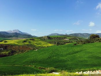 Scenic view of grassy field against blue
