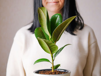 The girl holds in her hands a white pot with a ficus flower. decorative home plant. 