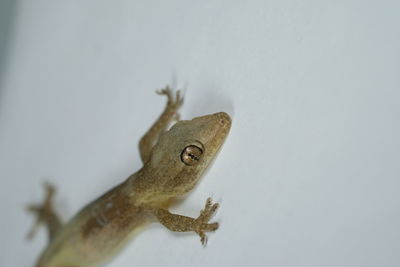 High angle view of a lizard on white background