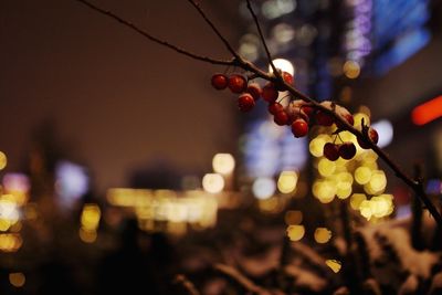 Close-up of berries growing on tree
