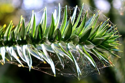 Close-up of succulent plant