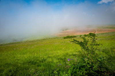 Scenic view of field against sky
