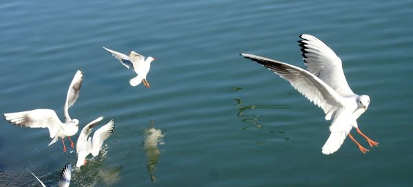 White swans flying over water