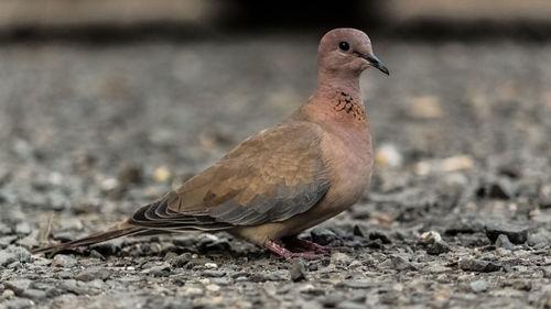 Close-up of bird perching on a land