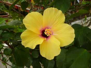 Close-up of yellow flower blooming outdoors