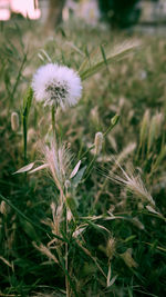 Close-up of dandelion flower on field