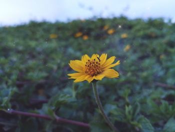 Close-up of yellow flower blooming against sky