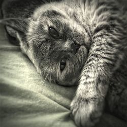 Close-up of cat sleeping