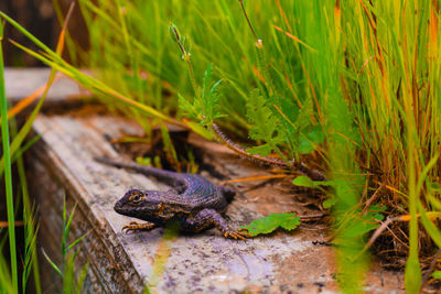 Lizard on a field