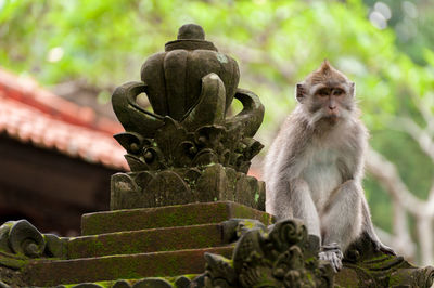 Low angle view of balinese long-tailed monkey by sculpture at monkey forest sanctuary