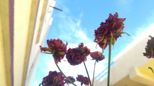 Low angle view of flowers blooming against sky