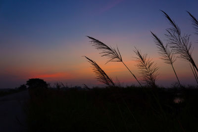 Silhouette plants growing on field against sky at sunset