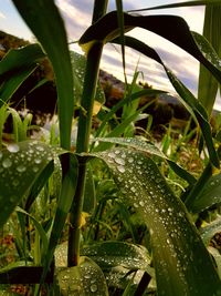 Close-up of water drops on plants