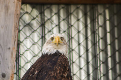Close-up of eagle in cage