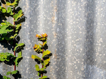 The rusty corrugated iron fence with the phyllanthus reticulatus poir leaf