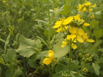 Close-up of yellow flowers blooming in field