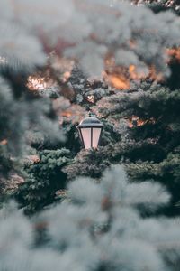 Street light amidst trees