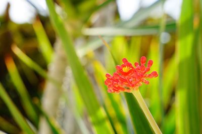 Close-up of red flowers