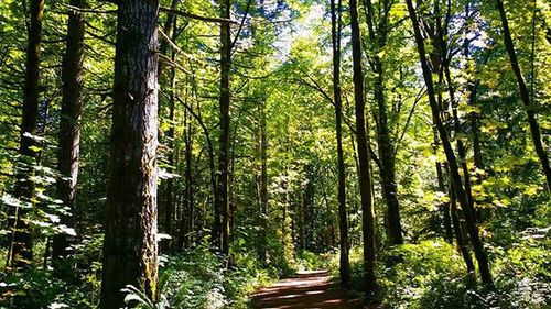 Footpath amidst trees in forest